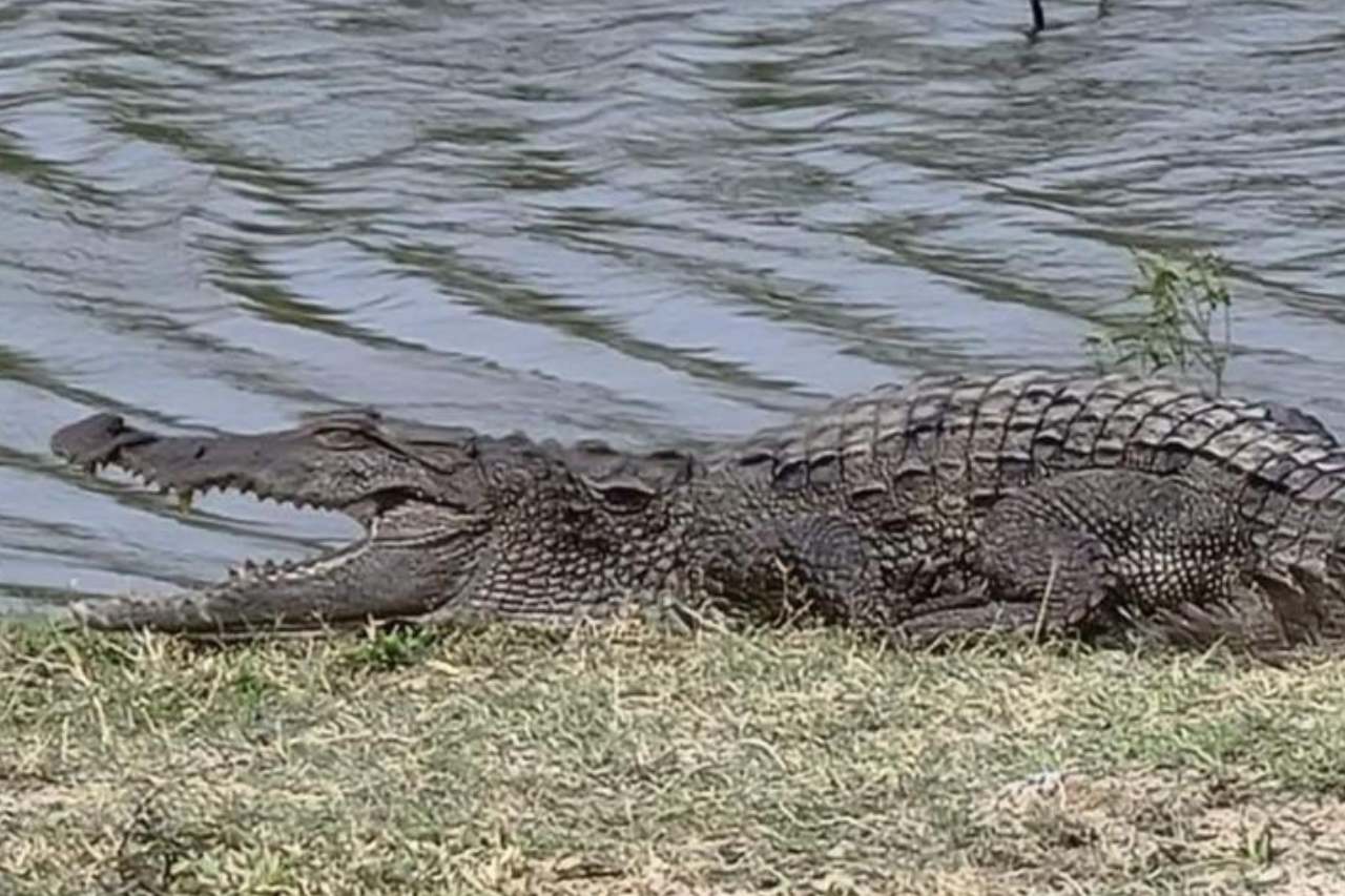 Crocodile-Reptile-Sightings