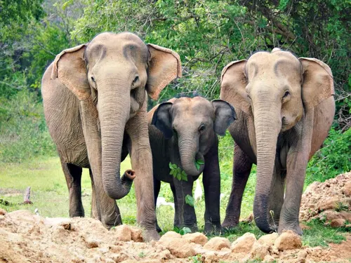 Elephants-Family