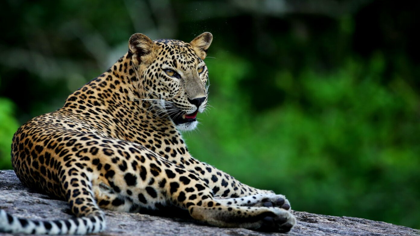 Yala Morning Tour(4hours)