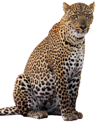 leopard-newsletter